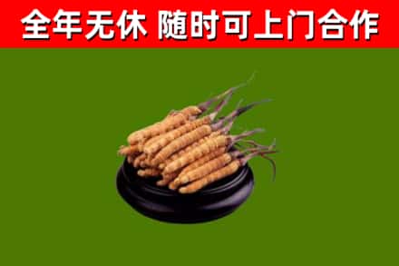 寒亭回收冬虫夏草